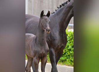 Cheval de sport allemand, Étalon, , Noir