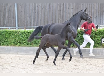 Cheval de sport allemand, Étalon, , Noir