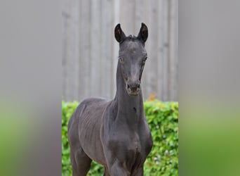 Cheval de sport allemand, Étalon, , Noir