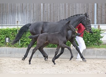 Cheval de sport allemand, Étalon, , Noir