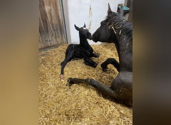 Cheval de sport allemand, Étalon, , Noir