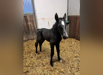 Cheval de sport allemand, Étalon, , Noir