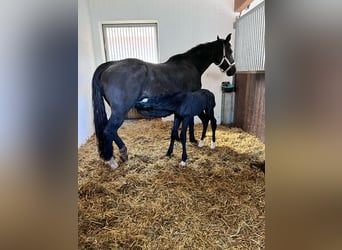 Cheval de sport allemand, Étalon, , Noir