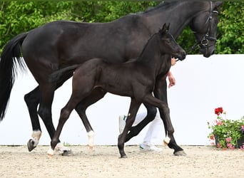 Cheval de sport allemand, Étalon, Poulain (04/2024), Noir