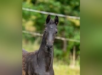 Cheval de sport allemand, Étalon, , Noir