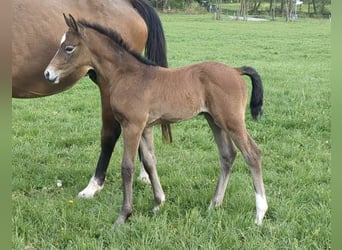 Cheval de sport allemand, Étalon, , Peut devenir gris