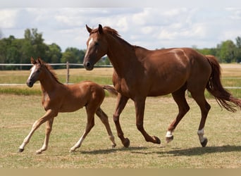 Cheval de sport allemand, Étalon, Poulain (05/2026), Peut devenir gris