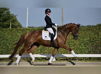 Cheval de sport allemand, Étalon, Poulain (05/2026), Peut devenir gris