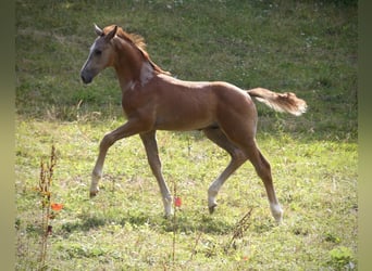 Cheval de sport allemand, Étalon, Poulain (01/2026), Peut devenir gris
