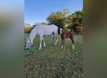 Cheval de sport allemand, Étalon, Poulain (05/2024), Peut devenir gris