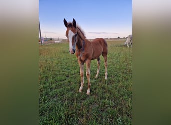 Cheval de sport allemand, Étalon, Poulain (05/2024), Peut devenir gris