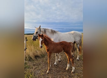 Cheval de sport allemand, Étalon, Poulain (05/2024), Peut devenir gris