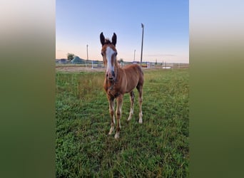 Cheval de sport allemand, Étalon, Poulain (05/2024), Peut devenir gris