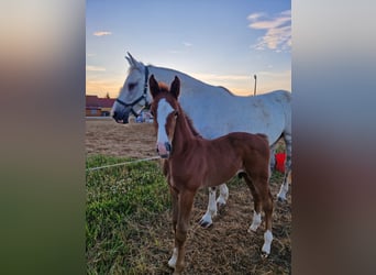 Cheval de sport allemand, Étalon, Poulain (05/2024), Peut devenir gris