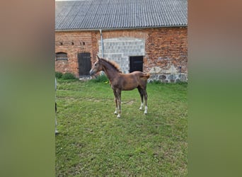 Cheval de sport allemand, Étalon, Poulain (05/2024), Peut devenir gris