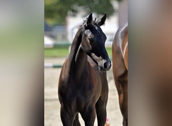 Cheval de sport allemand, Étalon, Poulain (01/2025), Peut devenir gris
