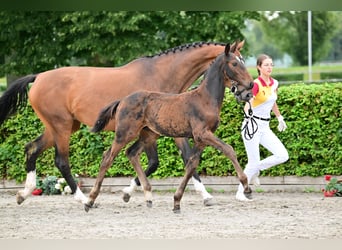 Cheval de sport allemand, Étalon, Poulain (04/2023), Peut devenir gris