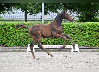 Cheval de sport allemand, Étalon, Poulain (04/2023), Peut devenir gris