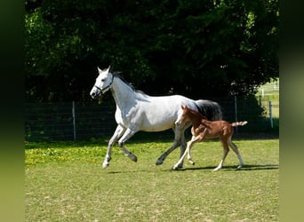 Cheval de sport allemand, Étalon, , Peut devenir gris