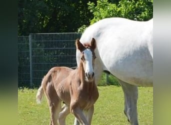 Cheval de sport allemand, Étalon, , Peut devenir gris