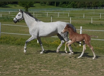 Cheval de sport allemand, Étalon, , Peut devenir gris