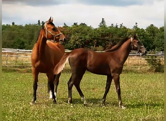 Cheval de sport allemand, Étalon, Poulain (03/2025), Peut devenir gris