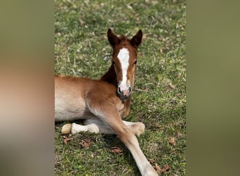 Cheval de sport allemand, Étalon, , Peut devenir gris