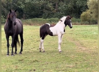 Cheval de sport allemand, Étalon, Poulain (05/2024), Tobiano-toutes couleurs