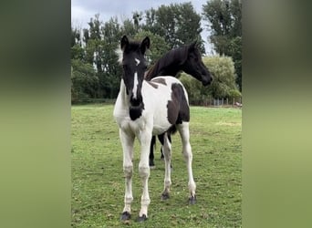 Cheval de sport allemand, Étalon, Poulain (05/2024), Tobiano-toutes couleurs