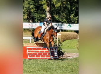 Cheval de sport allemand, Hongre, 10 Ans, 163 cm, Bai