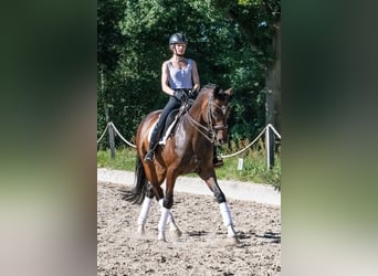 Cheval de sport allemand, Hongre, 10 Ans, 166 cm, Bai