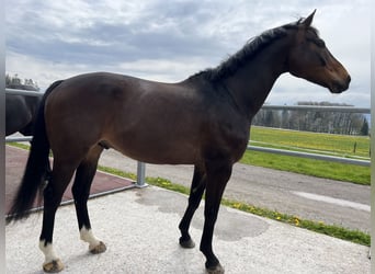 Cheval de sport allemand, Hongre, 10 Ans, 167 cm, Bai brun