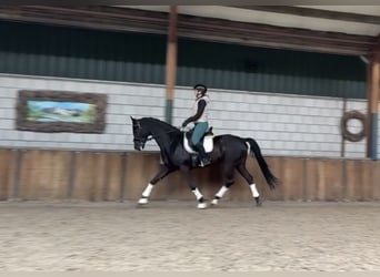 Cheval de sport allemand, Hongre, 10 Ans, 167 cm, Noir