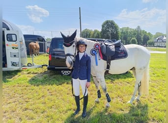 Cheval de sport allemand, Hongre, 10 Ans, 168 cm, Gris