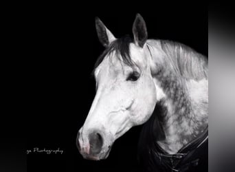 Cheval de sport allemand, Hongre, 10 Ans, 168 cm, Gris
