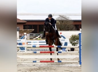 Cheval de sport allemand, Hongre, 10 Ans, 169 cm, Bai brun