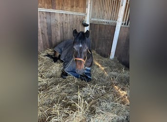 Cheval de sport allemand, Hongre, 10 Ans, 169 cm, Bai brun