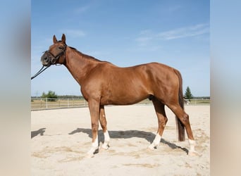 Cheval de sport allemand, Hongre, 10 Ans, 170 cm, Alezan
