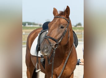 Cheval de sport allemand, Hongre, 10 Ans, 170 cm, Alezan