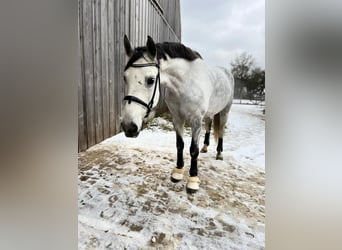 Cheval de sport allemand, Hongre, 10 Ans, 170 cm, Gris pommelé