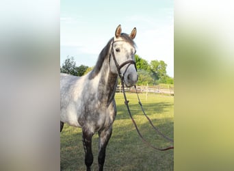 Cheval de sport allemand, Hongre, 10 Ans, 170 cm, Gris pommelé