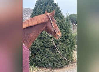 Cheval de sport allemand, Hongre, 10 Ans, 172 cm, Alezan