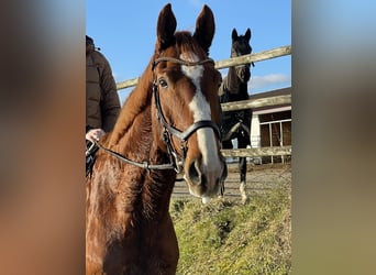 Cheval de sport allemand, Hongre, 10 Ans, 172 cm, Alezan