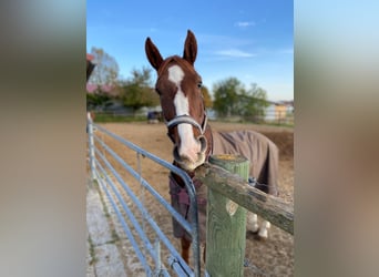 Cheval de sport allemand, Hongre, 10 Ans, 172 cm, Alezan