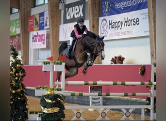 Cheval de sport allemand, Hongre, 10 Ans, 172 cm, Bai