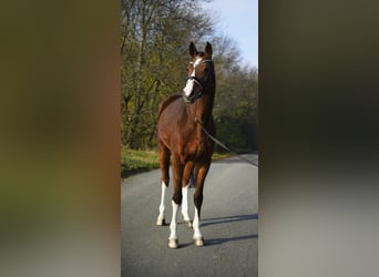 Cheval de sport allemand, Hongre, 10 Ans, 172 cm, Bai