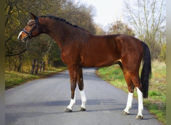 Cheval de sport allemand, Hongre, 10 Ans, 172 cm, Bai