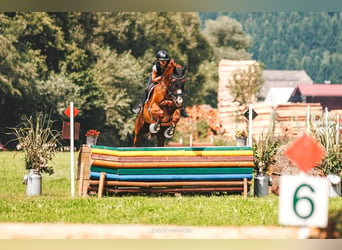 Cheval de sport allemand, Hongre, 10 Ans, 178 cm, Alezan