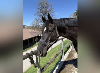 Cheval de sport allemand, Hongre, 10 Ans, 180 cm, Noir