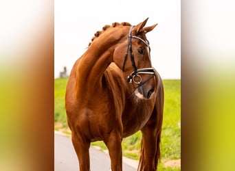Cheval de sport allemand, Hongre, 10 Ans, 182 cm, Alezan